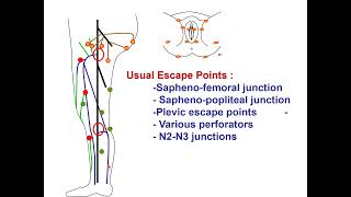 Venous hemodynamics physiopathology and treatments CFranceschi BARI 2024 [upl. by Capon551]