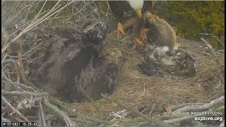 Sauces Canyon Eagles  Bald Eagle Audacity Brings An Island Fox To The Nest amp Feeds Eaglet 42221 [upl. by Ecylahs]