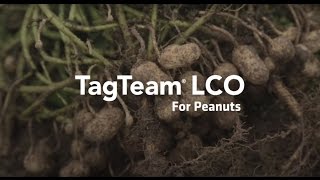 Introducing TagTeam® LCO for Peanuts [upl. by Seif]