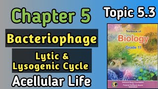 Bacteriophage  Structure And Replication Of Bacteriophage In Lytic And Lysogenic Life Cycle [upl. by Acinorehs]