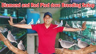 Diamond dove breeding setup  Diamond pied dove  Red Pied Dove  Dove Breeding and Care Tips [upl. by Lirva]