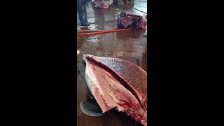 Amazing Bluefin Tuna Cutting [upl. by Bowra]