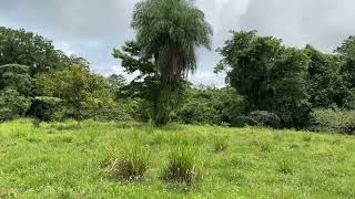 Gran Oportunidad de Inversión Finca en Venta en Las Delicias Cóbano [upl. by Asnerek]