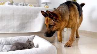 German Shepherd Shocked by a Kitten occupying his bed [upl. by Yetac]