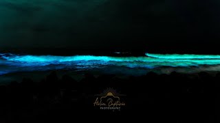 Bioluminescence in Chennai  19102024 [upl. by Steffie]