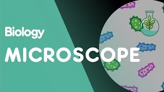 How to use a Microscope  Cells  Biology  FuseSchool [upl. by Aioj]