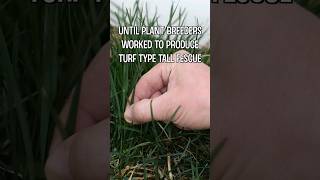 Kentucky 31 Fescue vs Elite Turf Type Tall Fescue [upl. by Garrard]