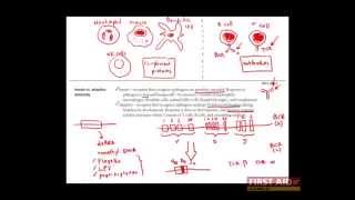 First Aid for the USMLE Step 1 IMMUNOLOGY  01  Overview of the immune system [upl. by Inavoig]