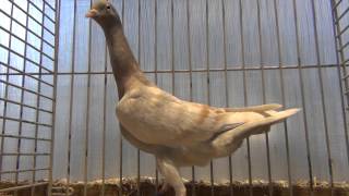 stargard shaker fancy pigeon [upl. by Bing]