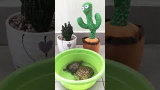 Cactus dancing cutebabyturtle pets animals [upl. by Carce]