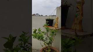 Terrace gardening  Shorts  Gardening shorts youtubeshorts nature [upl. by Dicky]