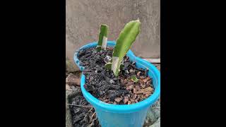 New chines secret method of Dragon plants grafting mahasin ayurbedic plants Dragon antiox [upl. by Alpheus]