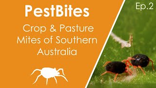 Crop and pasture mite identification  PestBites by Cesar [upl. by Notserc]