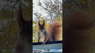 Guten Morgen 💕Griselda🐿️ squirrel eichhörnchen frankfurt hessen nature love deutschland [upl. by Nahsar]