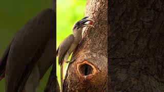 Breathing Moment of Mother feeding baby inside ❤️ wildlifeshortsbirdsnestgreyhornbill [upl. by Emoryt]