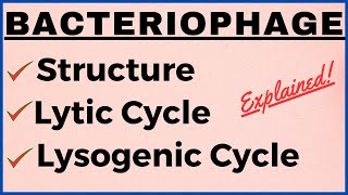 Lytic and Lysogenic Cycle Differences  Bacteriophage Replication Structure Life Cycle Notes Diagram [upl. by April863]