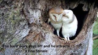 Bringing Up Baby How Barn Owls Do It  Discover Wildlife  Robert E Fuller [upl. by Asher728]