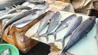 famous fish market in colaba mumbai [upl. by Arlee243]