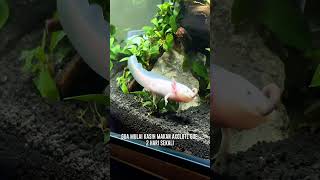 AXOLOTL GABOLEH DIKASIH MAKAN TIAP HARI axolotl axolotls foryou fyp aquascape fypシ゚viral [upl. by Noivaz]