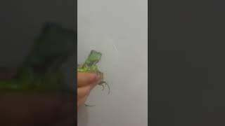 Baby green iguana [upl. by Genie]