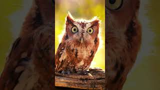 The STRANGE and UNUSUAL Eastern Screech Owls [upl. by Kendrah]