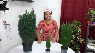 Chamaecyparis law or Lawson cypress plant caremalayalam [upl. by Cleon]