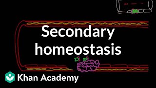 Secondary hemostasis  Advanced hematologic system physiology  Health amp Medicine  Khan Academy [upl. by Pazit]