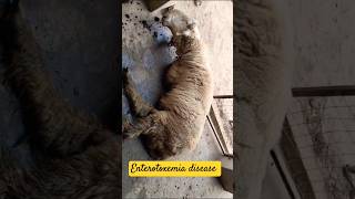 Enterotoxemia disease in sheeps sheep sheepfarming shorts cattledisease ytshorts [upl. by Tisbe]