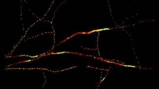 Nuclear comets in mycelium of the fungus Neurospora crassa [upl. by Halyahs]