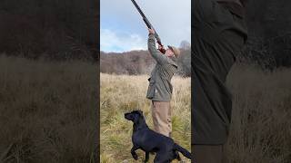 Driven Shooting with Labrador Retriever Gundog shotgun dog [upl. by Earesed924]