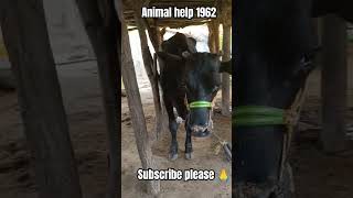 Animal helpline call me 1962feed youtubeshorts animalrescue animals animalhealth public [upl. by Hairej567]