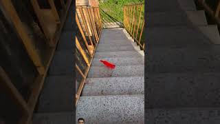 Bottles Vs Stairs satisfying [upl. by Eittap]