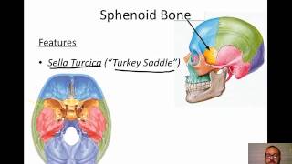 206 bones of human skeleton 3d animation humananatomy skeletalsystem biology [upl. by Adelaide]