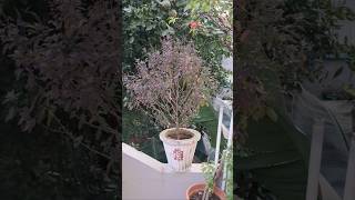 Tulsi  Holy basil  Medicinal Plant for your garden  All season plant viral trending medicine [upl. by Steere]