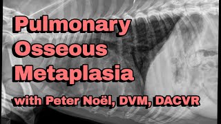 Pulmonary Osseous Metaplasia  Veterinary Diagnostic Imaging [upl. by Mukerji283]