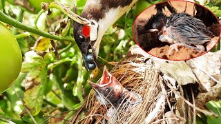 BEAK Full Black Berries feeding  NEST CRASH FIXED  Bulbul birds in nest feeding baby birds D 7 [upl. by Ehgit]