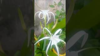 Hymenocallis littoralisspider lily plant ☘️🌸 trending flowers shorts [upl. by Goldshell]