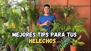 Los mejores TIPS para tus HELECHOS mira [upl. by Esma]