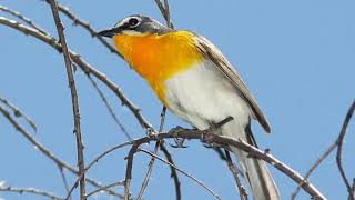 Yellowbreasted Chat Bird Sound Video Bird Songs Eastern North America Nature Sounds with Birds [upl. by Kurland]