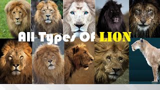 All Types Of Lion  Types Of Living amp Extinct Lion in The World  Living amp Extinct Lion Subspecies [upl. by Eelyrehc]