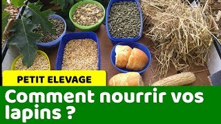 Comment nourrir vos lapins et varier leur alimentation [upl. by Aggie]