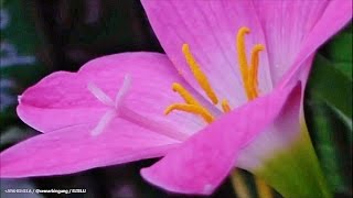 Pink Rain Lily Flower  Zephyranthes Rosea [upl. by Arriat]