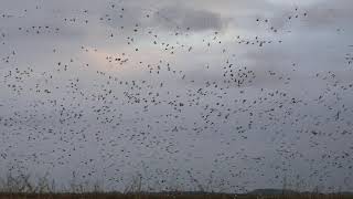 Geese fill up sky near Gueydan [upl. by Ahsyad]