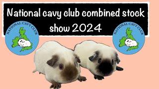 National cavy club combined stock show 2024 the highlight of the cavy show circuit [upl. by Gambrill266]