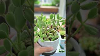 Cotyledon Tomentosa Bear Paw Succulent  Summer Care  THE NEXT GARDENER [upl. by Meerak]