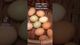 Easter egger 1st egg came out olive so pretty easteregger raisingchickens smallfarm blessed [upl. by Tuinenga]