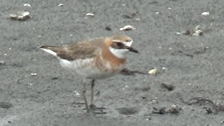 Lesser Sand Plover  Charadrius mongolus  on rainy tidal flats in Spring 2024 [upl. by Odeen]