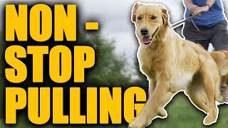 Leash Walking Training For Dogs That Are ALWAYS Pulling [upl. by Asil]