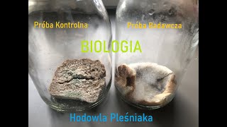 Biologia  Metoda Naukowa  Hodowla Pleśniaka [upl. by Htiel]