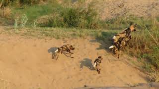 Wild dogs regurgitating food for the pups at the low water bridge near Skukuza Kruger Park [upl. by Shoifet692]